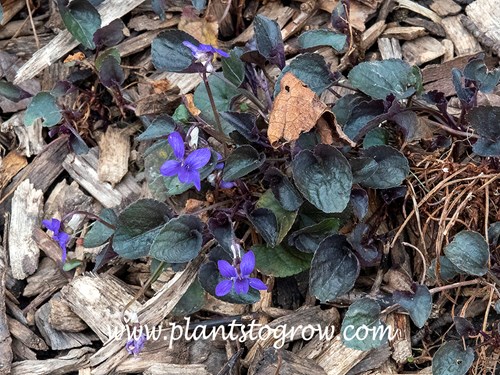 Labrador Viola (Viola labradorica)
In early May